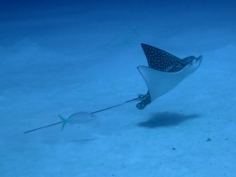 021 Eagle Ray IMG 5764